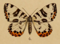 Gandaritis whitelyi