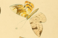 Gandaritis fixseni