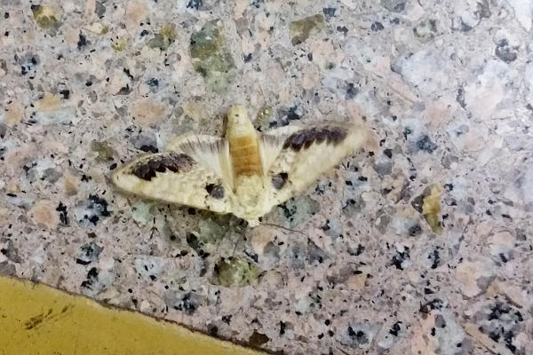 f:id:yyzz2:20171001192521j:image f:id:yyzz2:20171001192521j:image