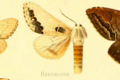 Phalera flavescens