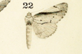 Togepteryx velutina