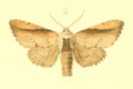 Togepteryx velutina