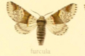 Seitz, Furcula furcula