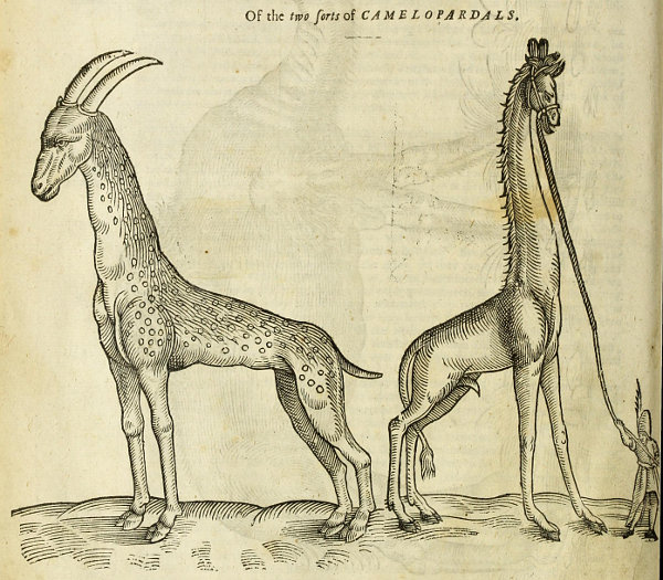 動物セル画 Yahoo!オークション - セル画《01》【みかん絵日記】OP オープニングあ