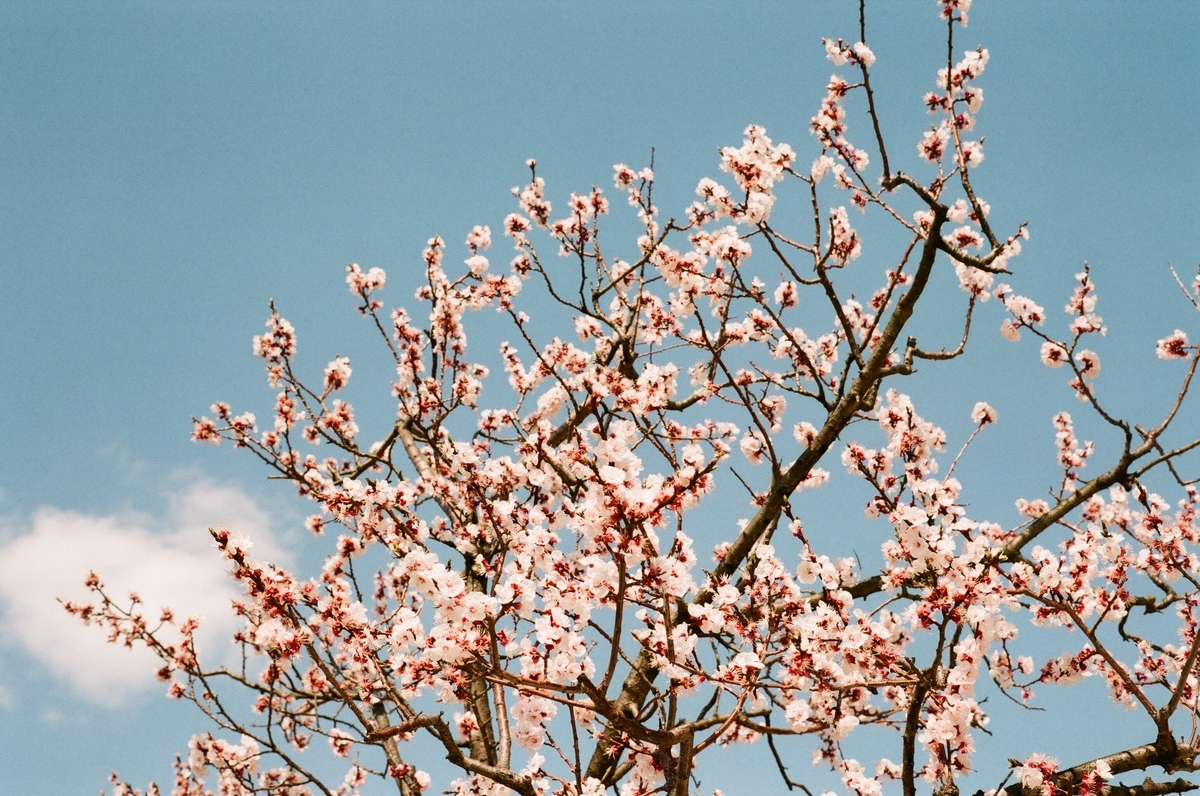 f:id:yz-paradise:20190326214926j:plain