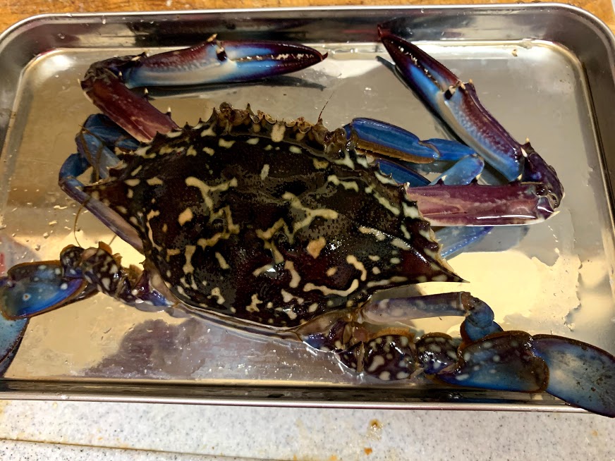 イシガニが噛んだ親指が 気まぐれ釣りロード ずっかのブログ