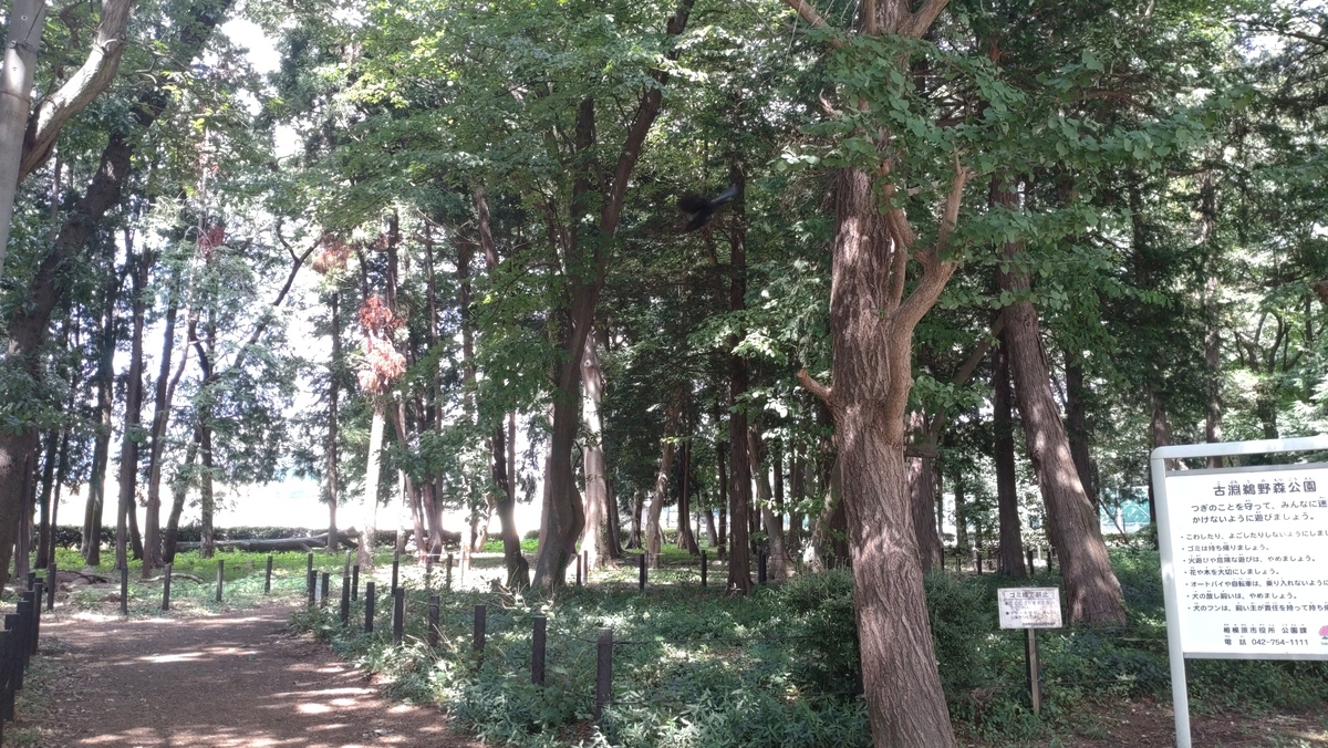 古淵鵜野森公園の雑木林