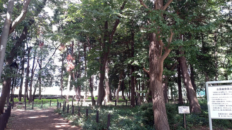 古淵鵜野森公園（相模原市南区）