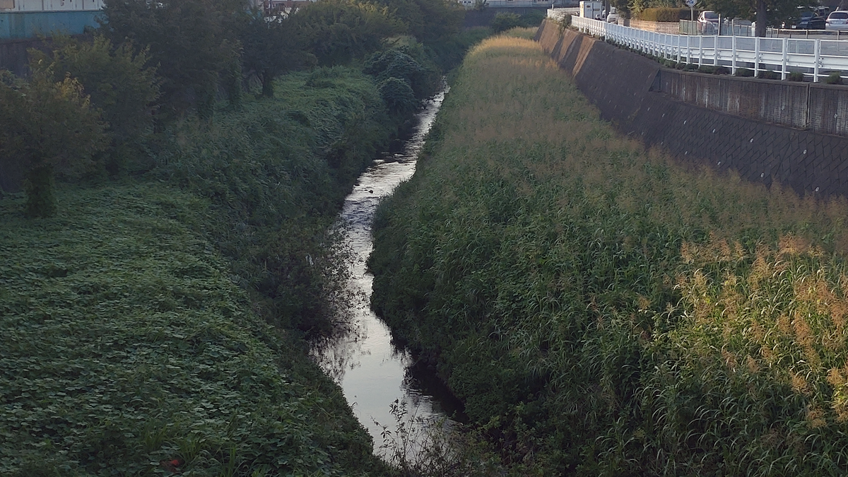 相模原市南区を流れる鳩川