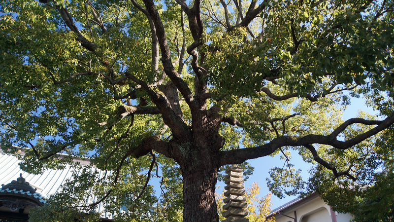 泉龍寺（相模原市南区）