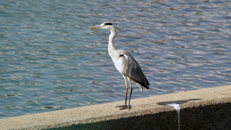 磯部頭首工公園（相模原市南区）