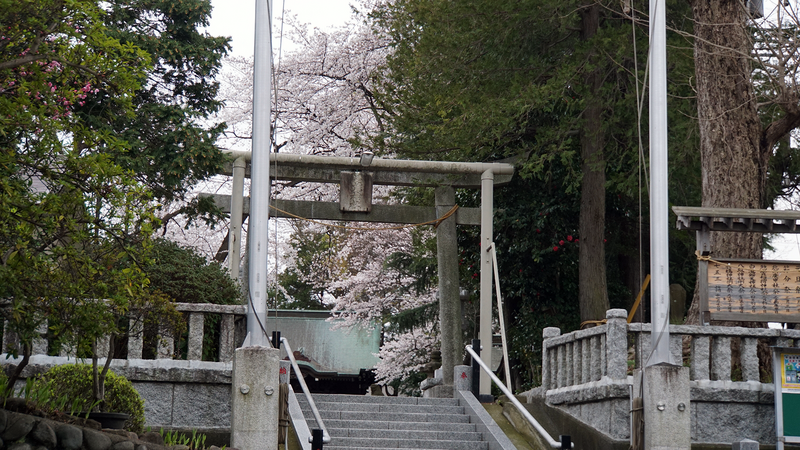 谷口中和田さくら散歩（相模原市南区上鶴間本町）