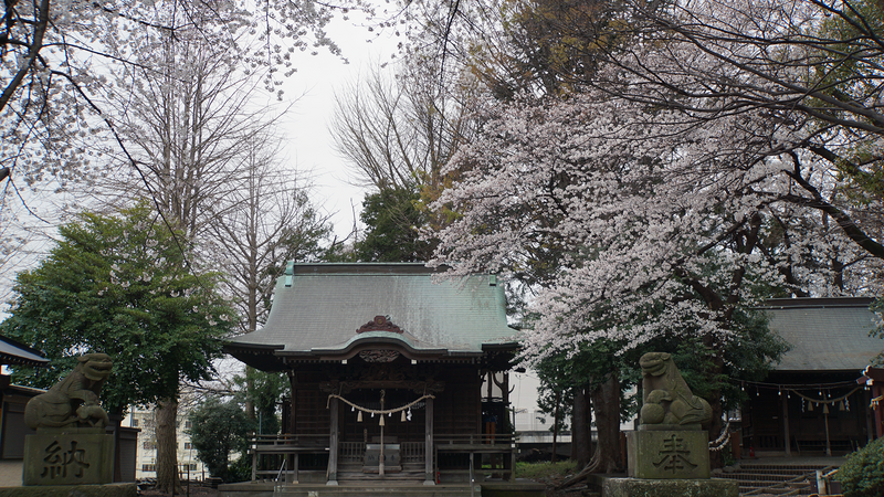 谷口中和田さくら散歩（相模原市南区上鶴間本町）