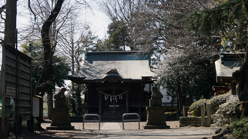 谷口中和田さくら散歩（相模原市南区上鶴間本町）