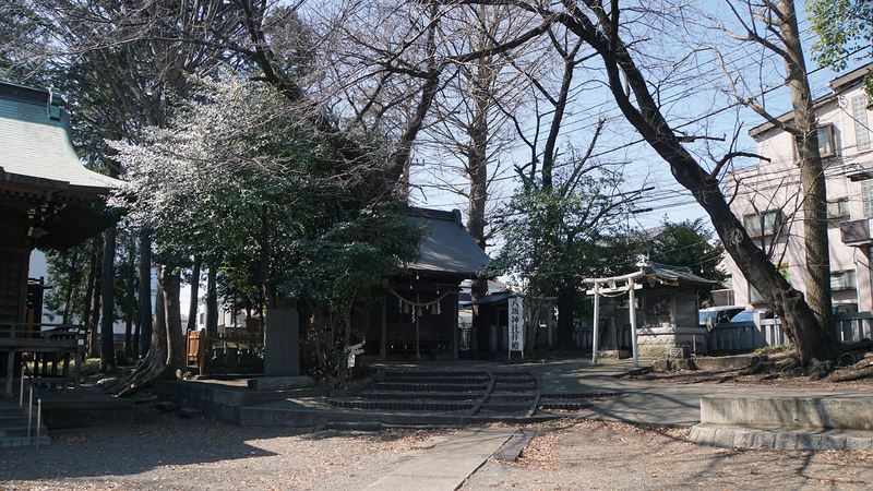 谷口中和田さくら散歩（相模原市南区上鶴間本町）