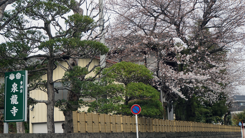 谷口中和田さくら散歩（相模原市南区上鶴間本町）