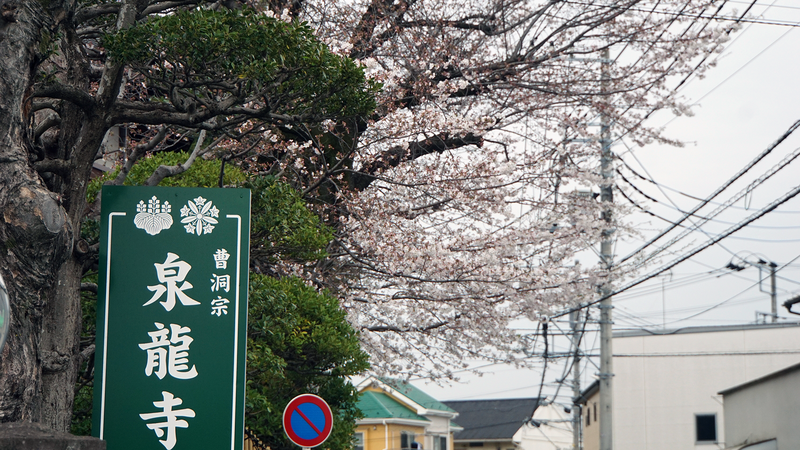 谷口中和田さくら散歩（相模原市南区上鶴間本町）