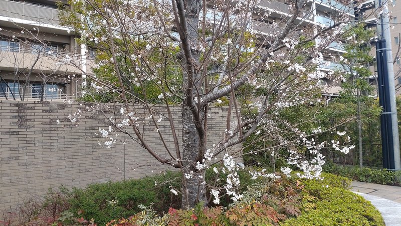 谷口中和田さくら散歩（相模原市南区上鶴間本町）