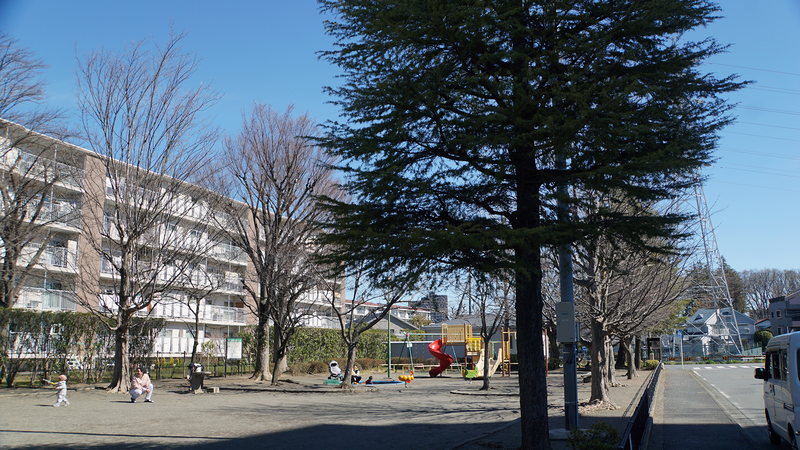 谷口中和田さくら散歩（相模原市南区上鶴間本町）