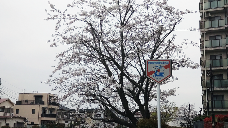 谷口中和田さくら散歩（相模原市南区上鶴間本町）