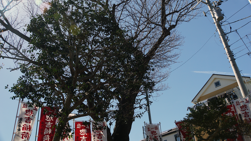 谷口中和田さくら散歩（相模原市南区上鶴間本町）