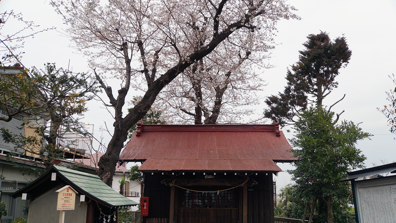 谷口中和田さくら散歩（相模原市南区上鶴間本町）