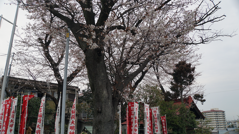 谷口中和田さくら散歩（相模原市南区上鶴間本町）