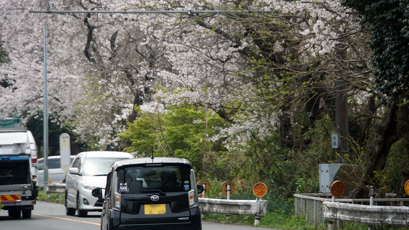 麻溝周辺さくら散歩（相模原市南区当麻・下溝）