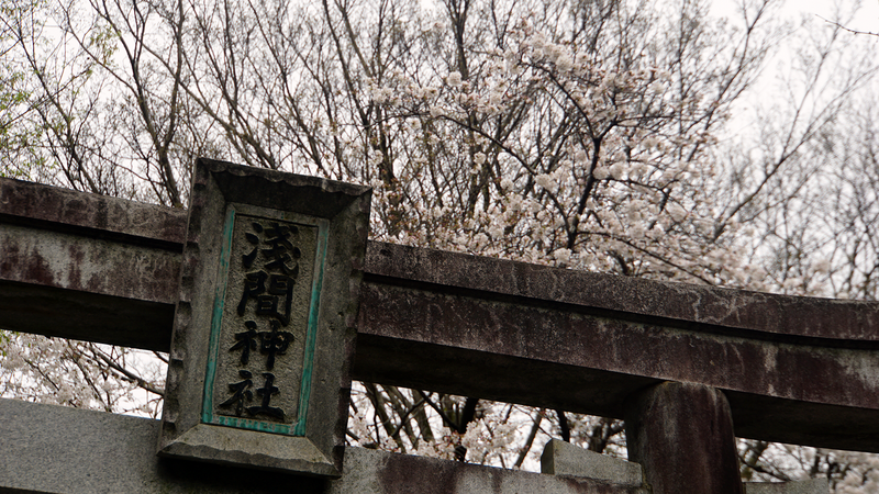 麻溝周辺さくら散歩（相模原市南区当麻・下溝）