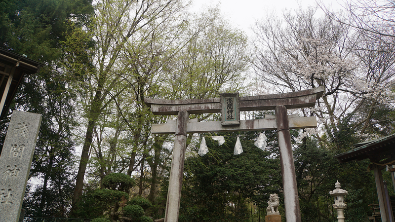 麻溝周辺さくら散歩（相模原市南区当麻・下溝）