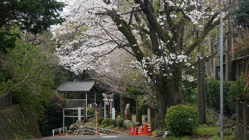 麻溝周辺さくら散歩（相模原市南区当麻・下溝）