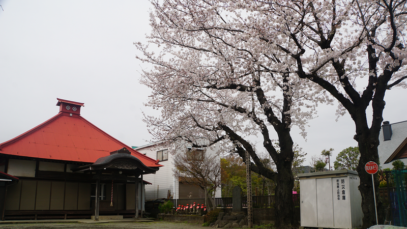 麻溝周辺さくら散歩（相模原市南区当麻・下溝）