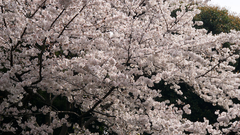 松蔭公園（相模原市南区東林間）