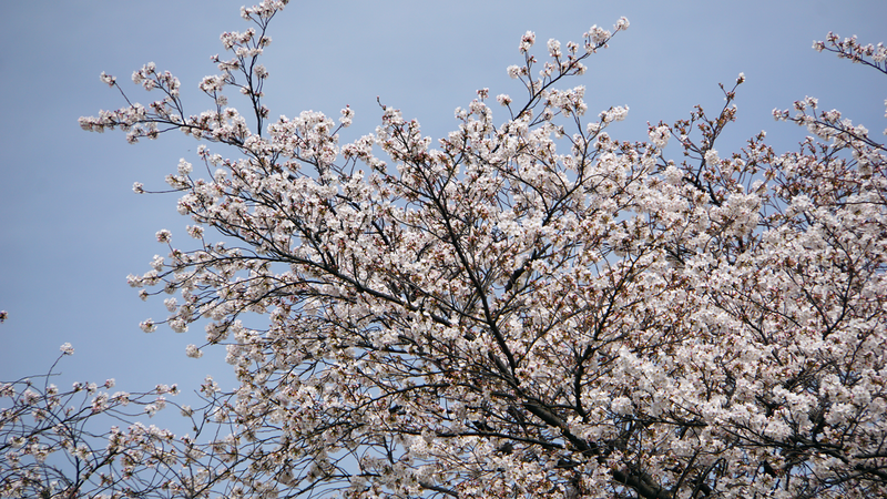 松が枝公園（相模原市南区松が枝町）