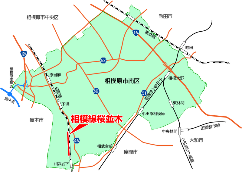 相模線 新磯桜並木（相模原市南区磯部・新戸）