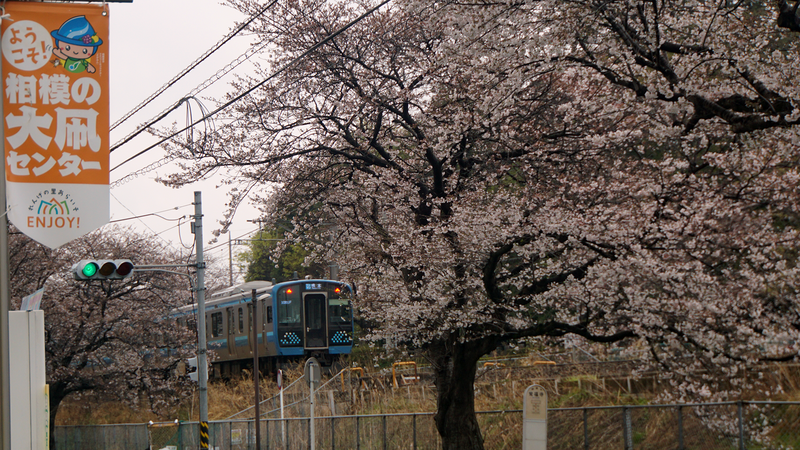 相模線 新磯桜並木（相模原市南区磯部・新戸）