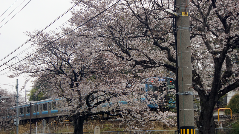 相模線 新磯桜並木（相模原市南区磯部・新戸）
