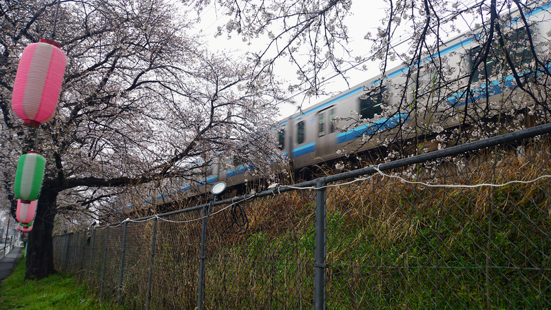 相模線 新磯桜並木（相模原市南区磯部・新戸）