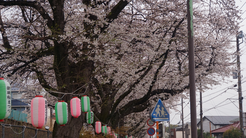 相模線 新磯桜並木（相模原市南区磯部・新戸）