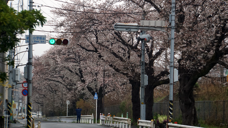 相模線 新磯桜並木（相模原市南区磯部・新戸）