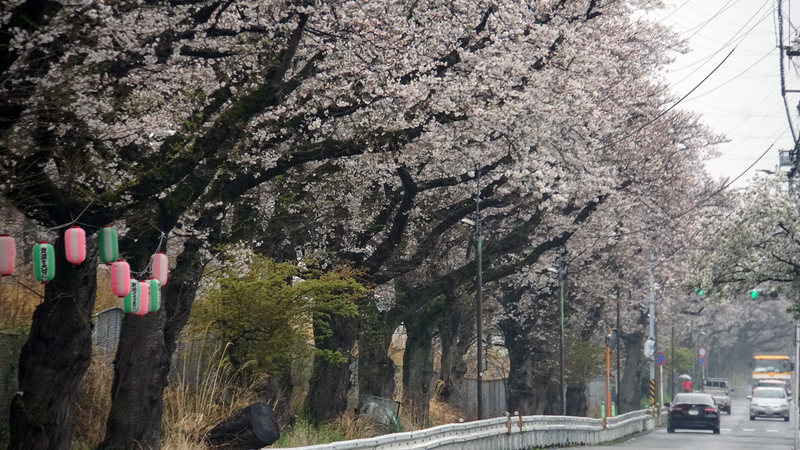 相模線 新磯桜並木（相模原市南区磯部・新戸）