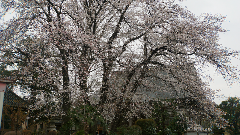 能徳寺（相模原市南区磯部）