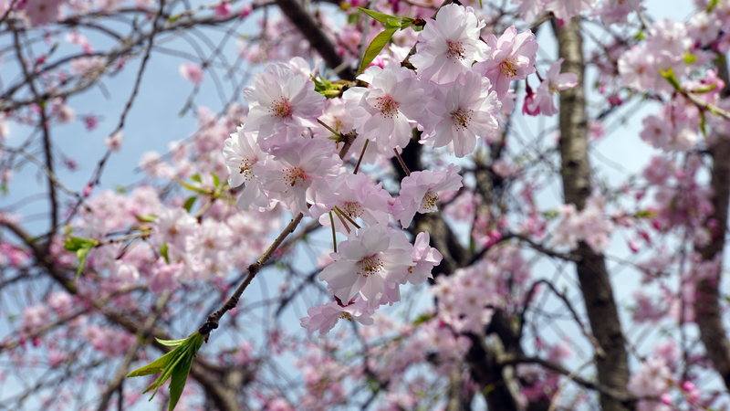 二宮神社(相模原市南区南台)