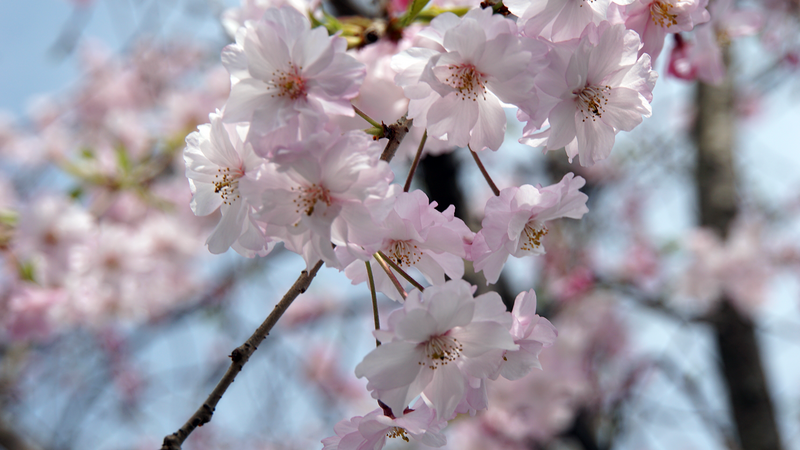二宮神社(相模原市南区南台)