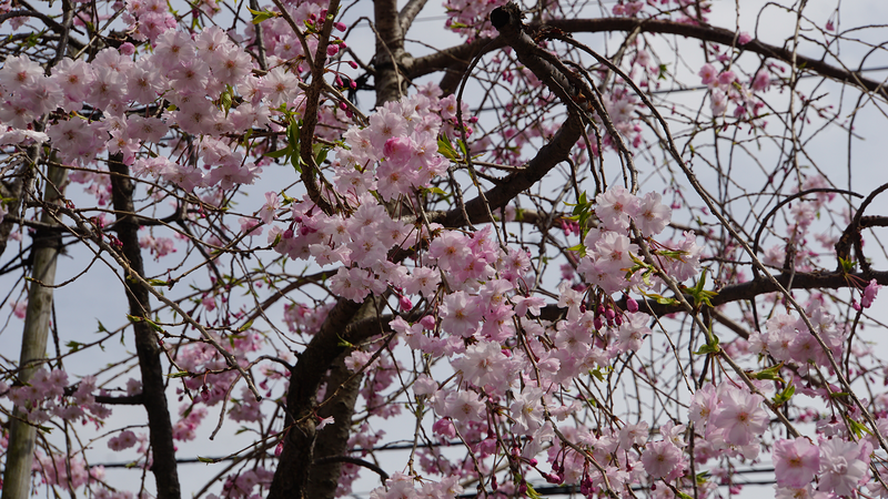 二宮神社(相模原市南区南台)