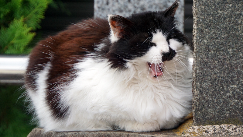 二宮神社(相模原市南区南台)