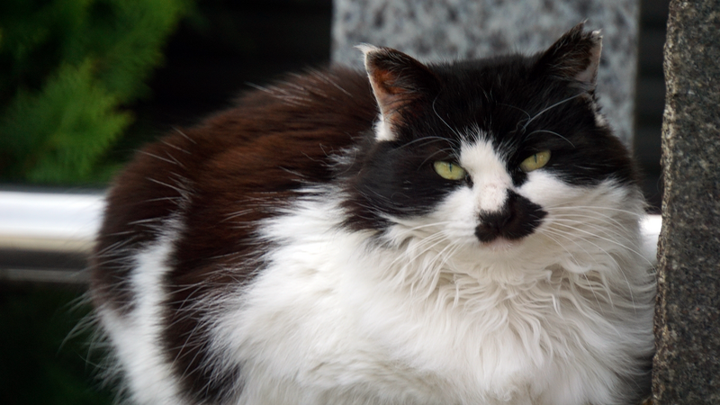 二宮神社(相模原市南区南台)