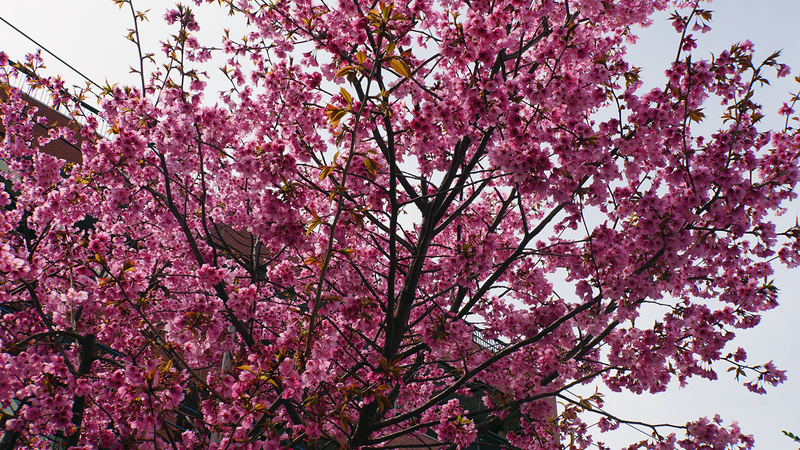 二宮神社(相模原市南区南台)