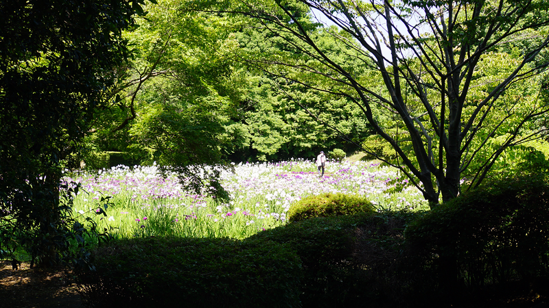 相模原公園 水無月園（相模原市南区下溝）