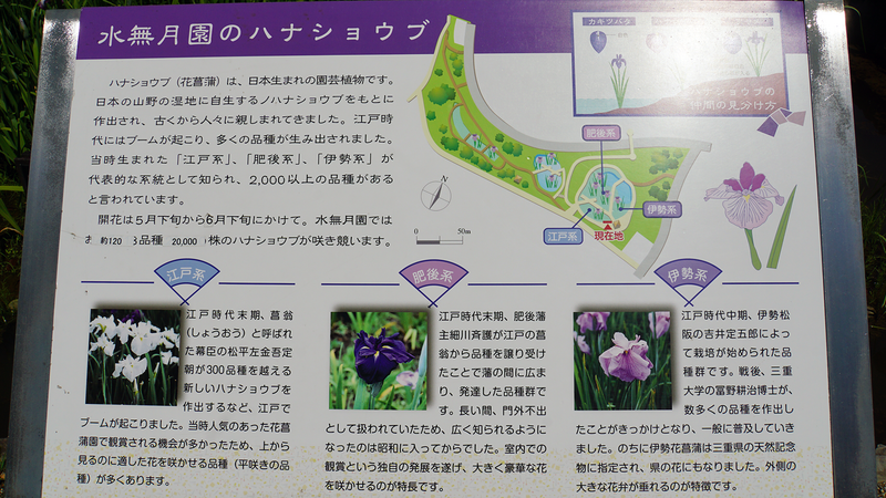 相模原公園 水無月園（相模原市南区下溝）